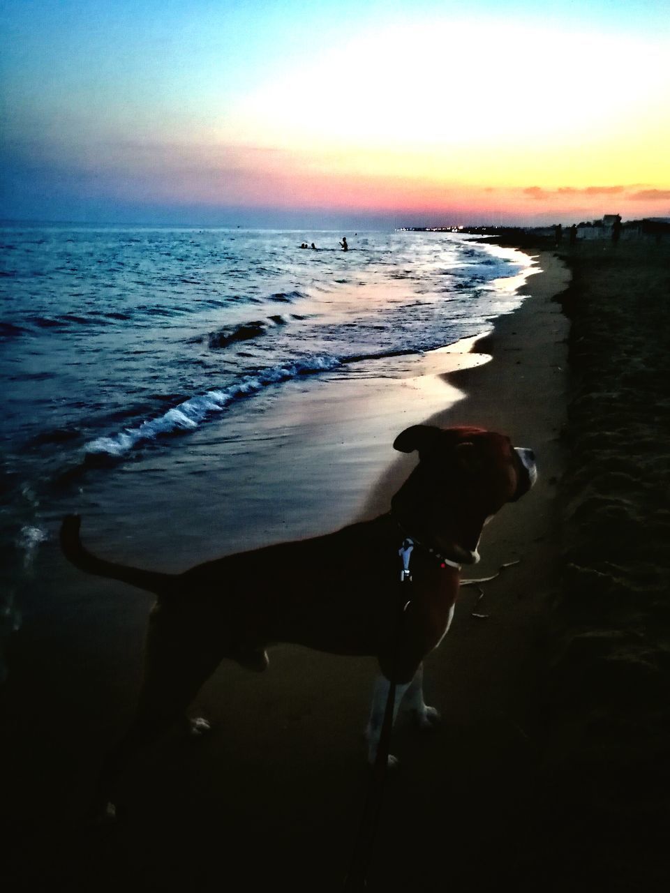 DOG STANDING ON BEACH BY SEA AGAINST SKY