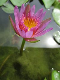 Close-up of pink water lily