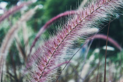 Close-up of purple flowering plant on field