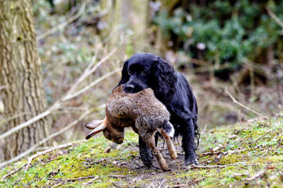 Dog carrying dead rabbit in mouth while walking on field