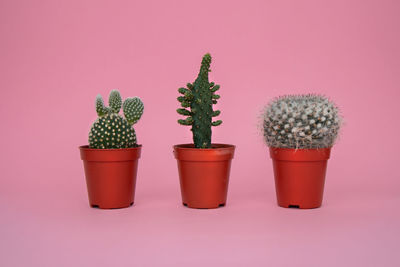 Close-up of potted plant