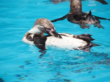 View of duck swimming in pool