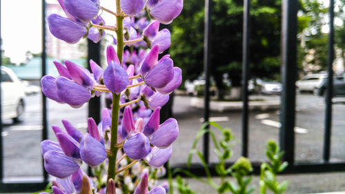 Close-up of purple flowering plant