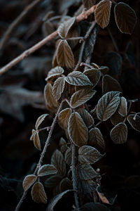 Close-up of dry leaves on plant