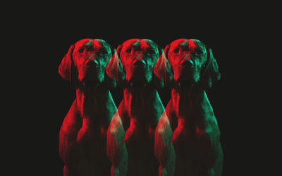 Multiple image of dog against black background