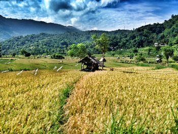 Scenic view of field against cloudy sky