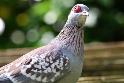 Close up of a speckled pigeon 