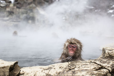 Snow monkeys in hot spring water, japan