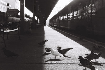 Birds perching at railroad station platform in city