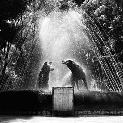 Water splashing fountain against trees