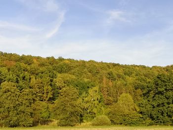 Scenic view of forest against sky