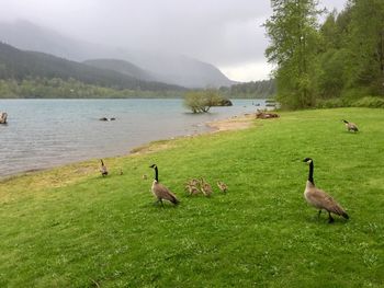 Ducks in a lake