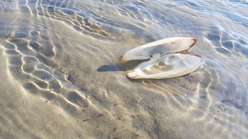 High angle view of crab on beach