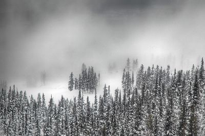 Panoramic shot of plants against sky