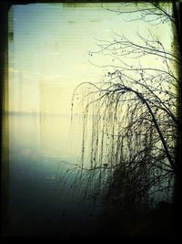 Reflection of trees in lake