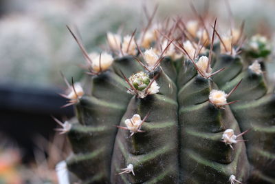 Close-up of pineapple