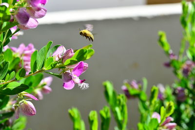 Close-up of bee on pink flowers