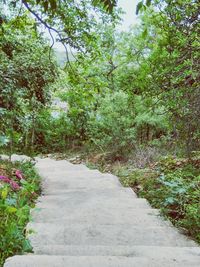 Walkway amidst trees by road