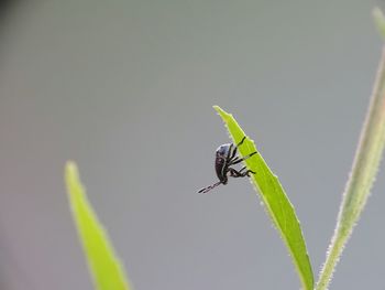 Close-up of insect on plant