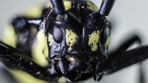 Close-up of black insect