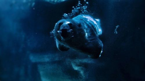 Close-up of jellyfish swimming in sea