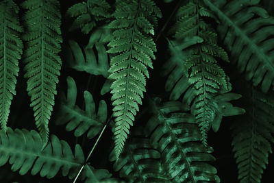 Close-up of fern leaves