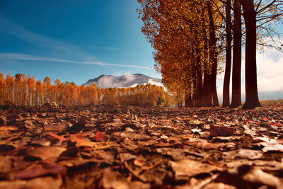 Surface level of autumn trees on field against sky