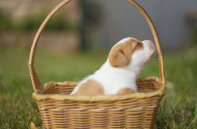 Close-up of cat sitting in wicker basket