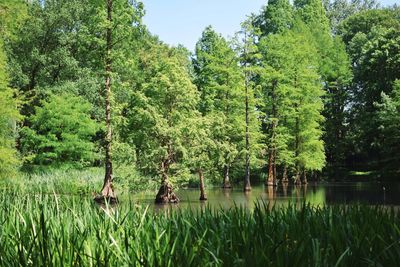 Scenic view of lake amidst trees in forest