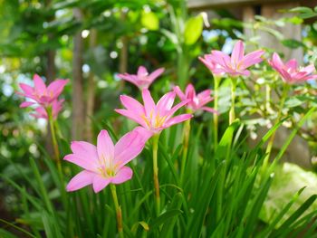 Close-up of pink flowering plants