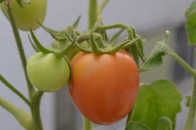 Close-up of fresh fruit