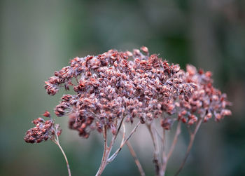 Close-up of flowers against blurred background