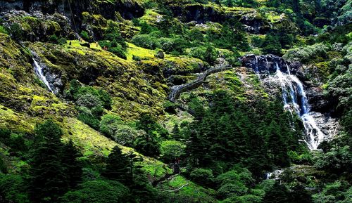 Scenic view of waterfall in forest