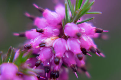 Close-up of pink flowers