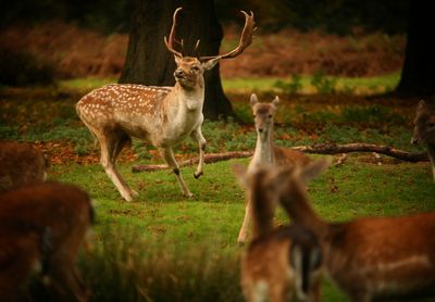 Deer standing in a field