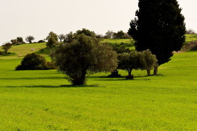 Trees on field against clear sky