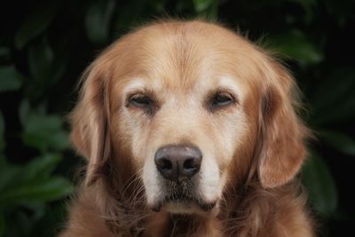 Close-up portrait of a dog