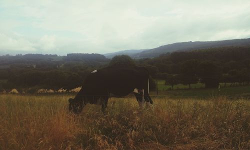 Cow grazing on grassy field