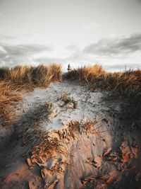 Plants growing on land against sky