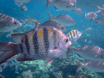 Fish swimming in sea