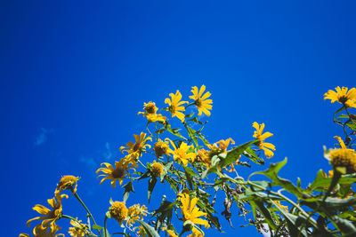 Low angle view of yellow flowering plant against blue sky