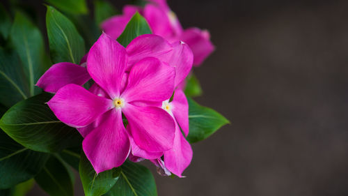 Close-up of pink rose flower