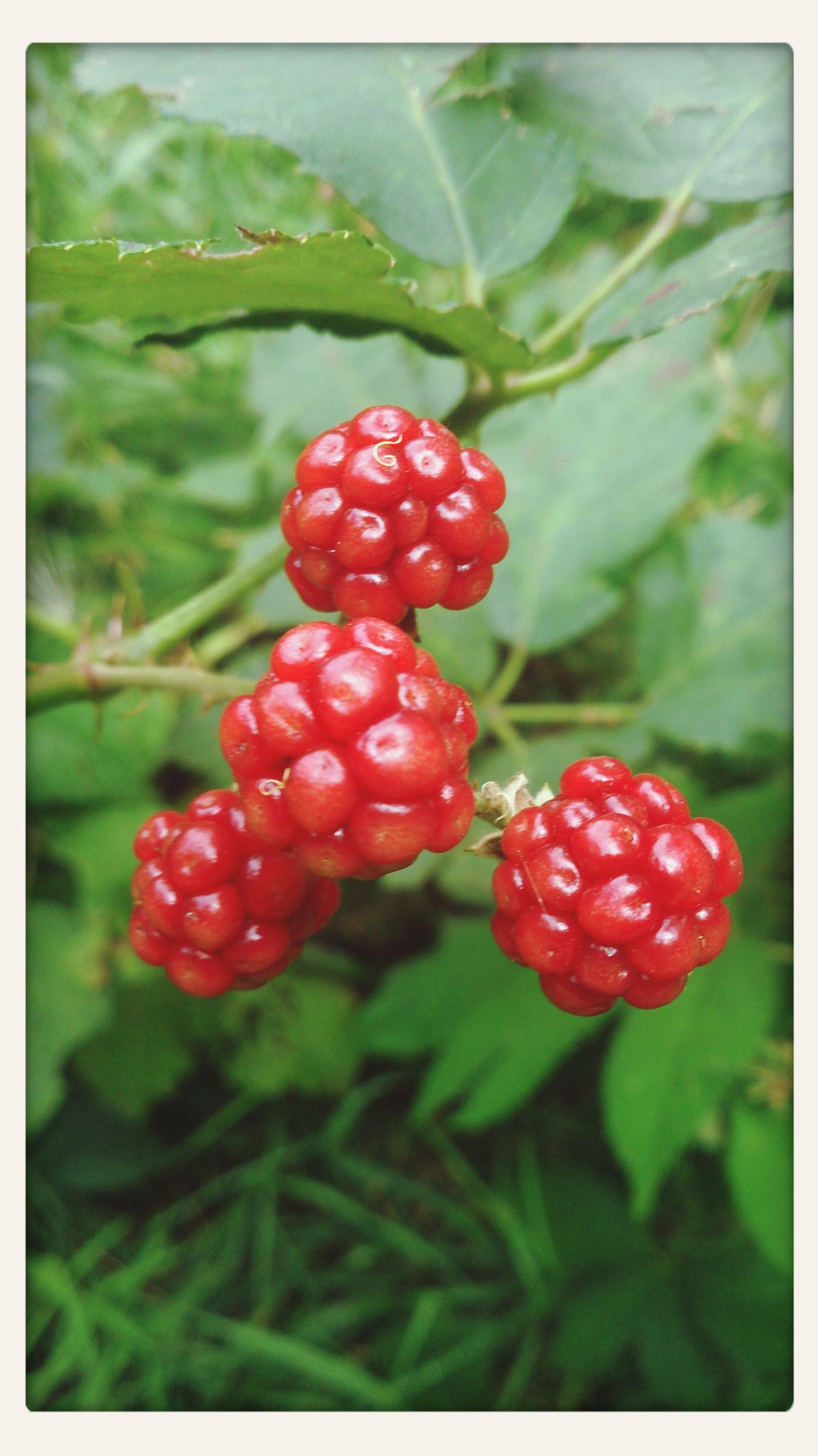 Redberries