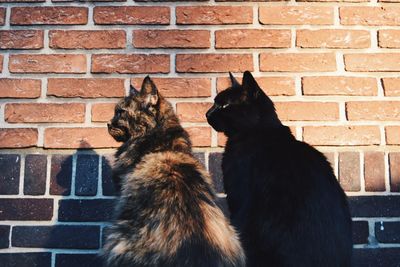 Cat on brick wall
