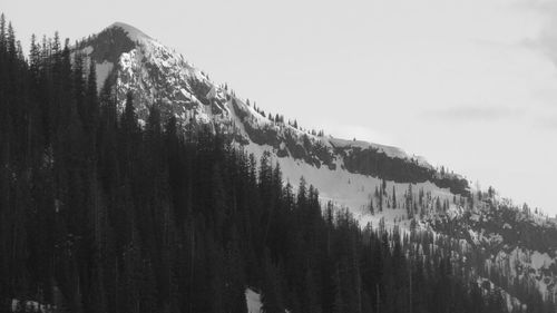 Panoramic view of trees in forest against sky