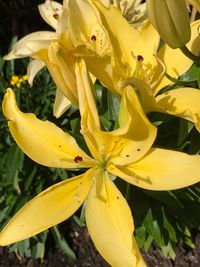 Close-up of yellow day lily blooming outdoors