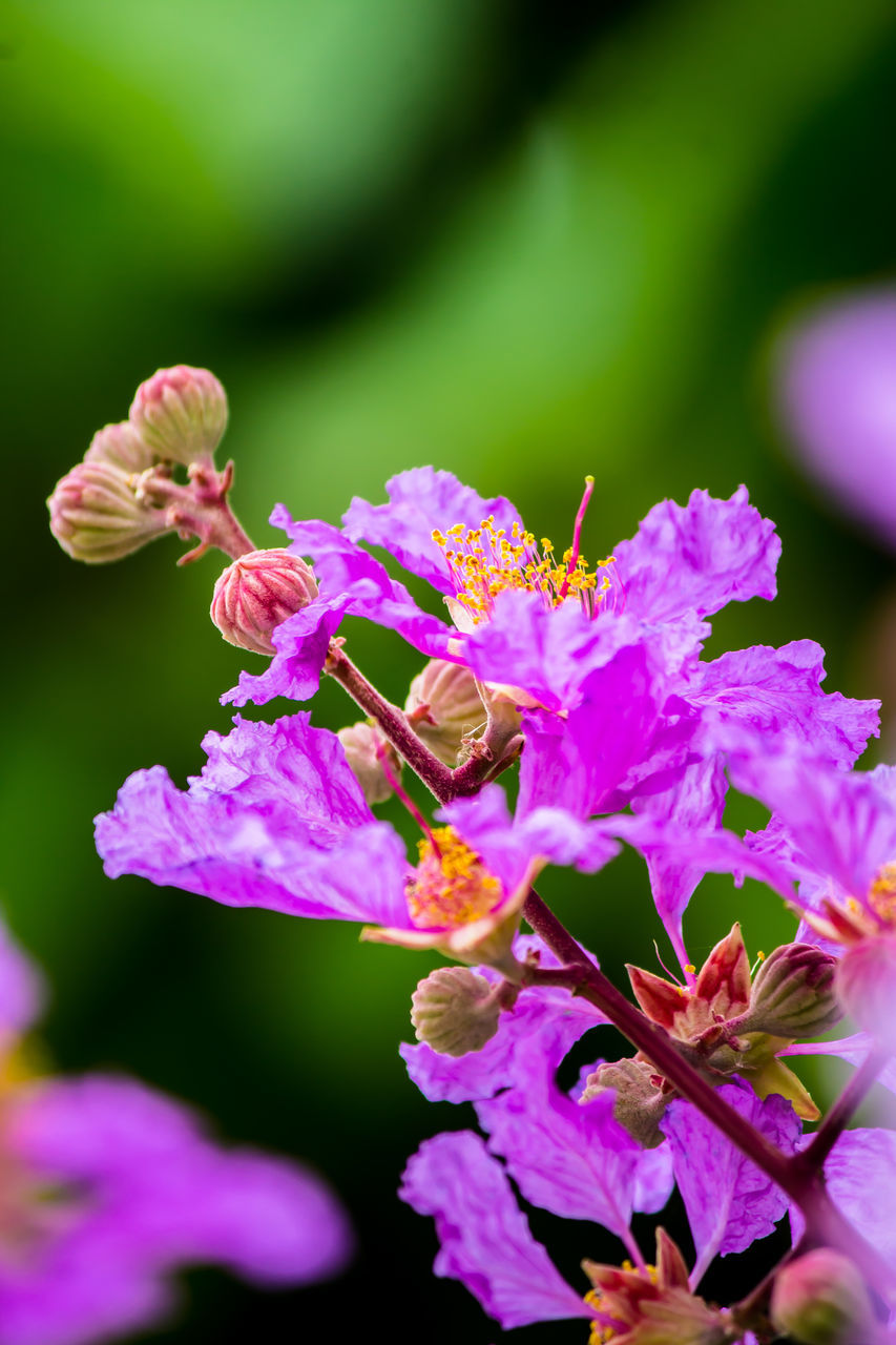 CLOSE-UP OF BEE POLLINATING ON FLOWER