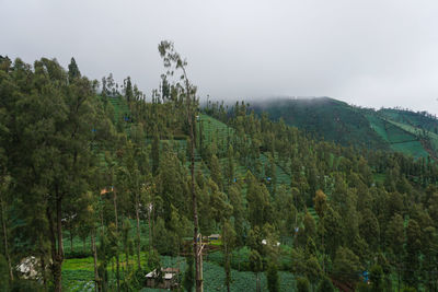 Scenic view of forest against sky