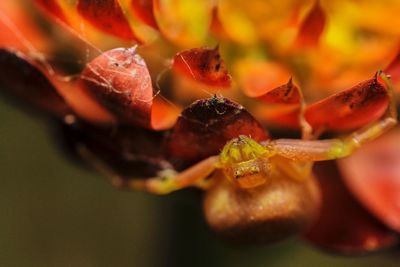 Detail shot of insect on flower