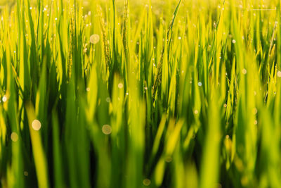 Close-up of yellow flower growing in field